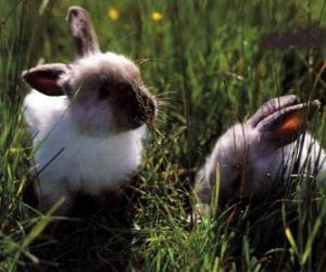 yapboz çim iki genç tavşanlarda